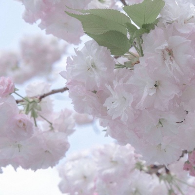 兽设花海场景绘制兽圈群